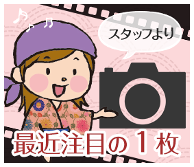 最近注目の一枚